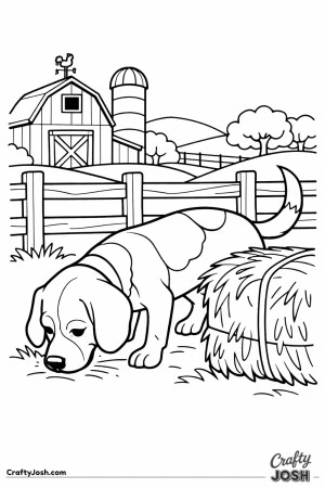 Beagle exploring farmyard