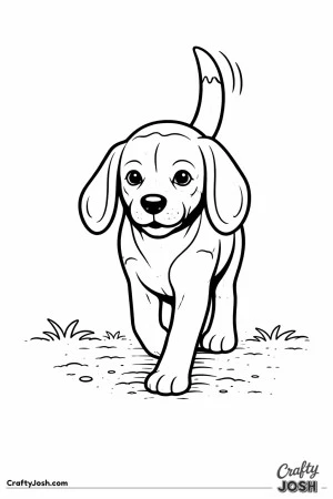 Beagle walking forward