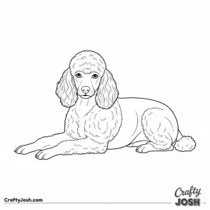 Calm resting miniature poodle