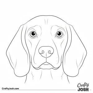 Close up beagle face