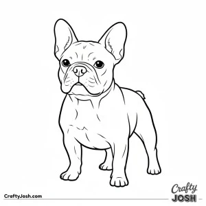 French bulldog standing