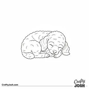 Curled sleeping poodle