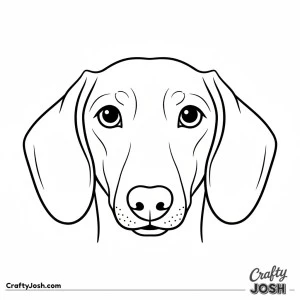 Dachshund face close up