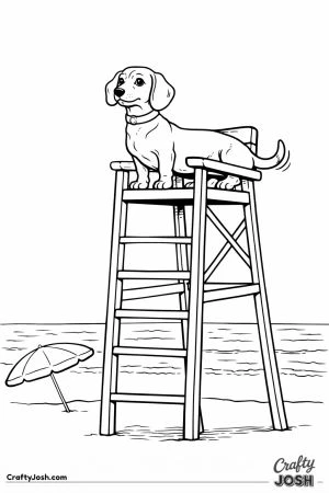 Dachshund lifeguard