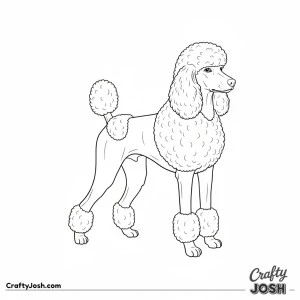 Elegant standard poodle standing