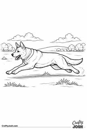 German shepherd running field