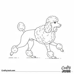 Groomed show style miniature poodle