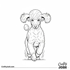 Low angle miniature poodle running