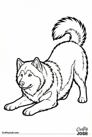 Malamute play bow pose