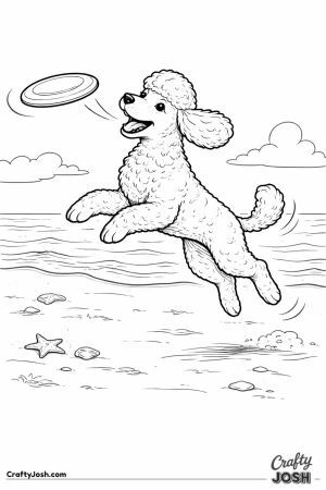 Miniature poodle at beach with frisbee