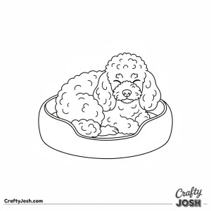 Miniature poodle curled in bed