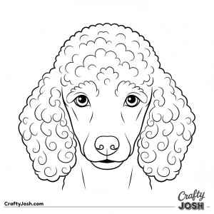 Miniature poodle face close up