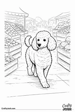 Miniature poodle farmers market