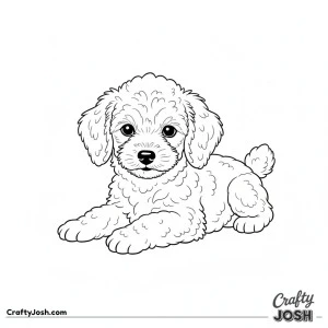 Miniature poodle puppy lying down