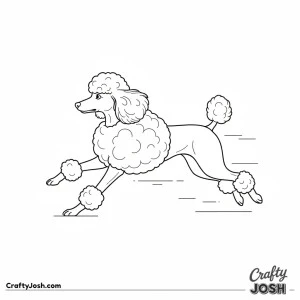 Miniature poodle running diagonal