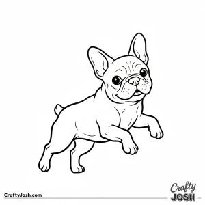 Playful french bulldog bouncing