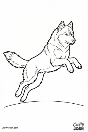 Playful jumping husky