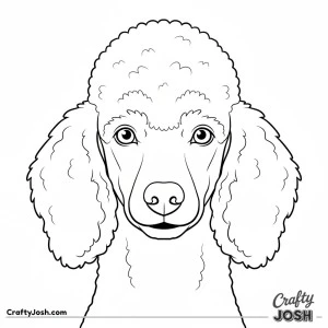 Poodle face close up