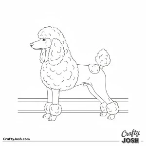 Poodle show ring stance