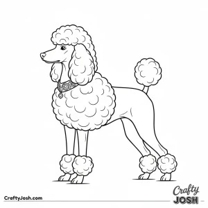 Regal miniature poodle standing proud