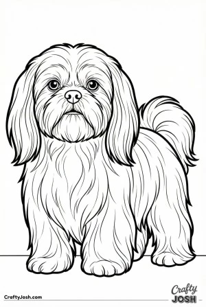 Shih tzu close perspective view