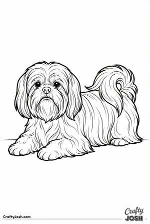 Shih Tzu lying down