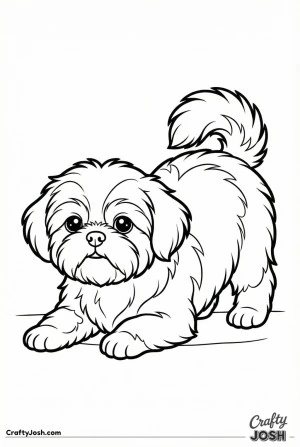 Shih tzu puppy looking up