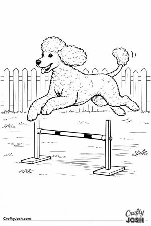 Standard poodle agility backyard