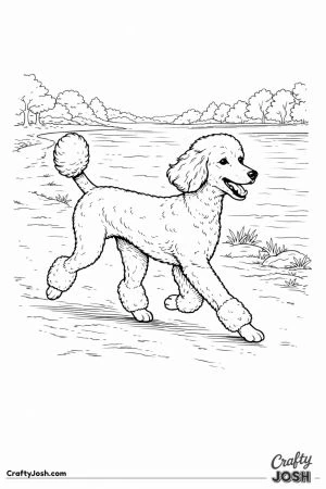 Standard poodle running riverside