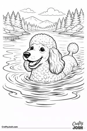 Standard poodle swimming lake