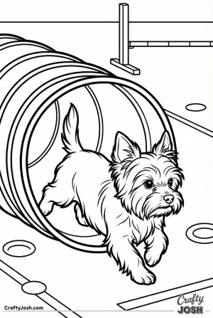 Yorkshire terrier agility tunnel