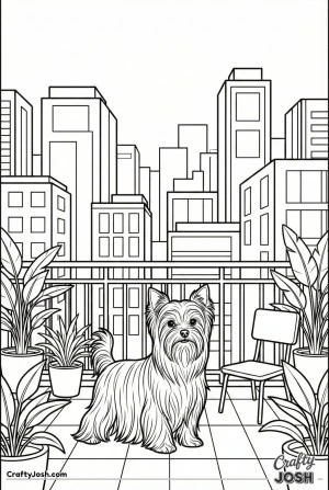 Yorkshire terrier rooftop terrace