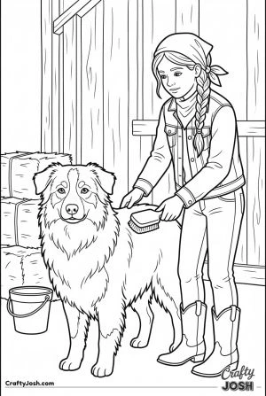 Australian shepherd being brushed at barn