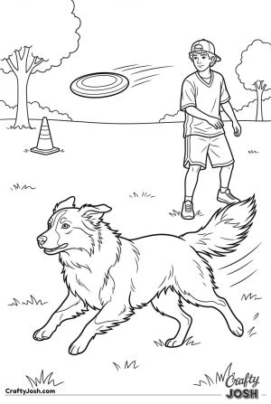Australian shepherd frisbee chase game