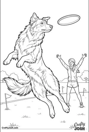 Australian shepherd leaping for frisbee