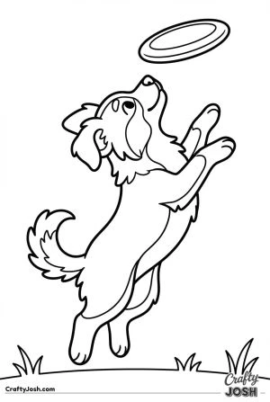 Australian shepherd puppy jumping for frisbee