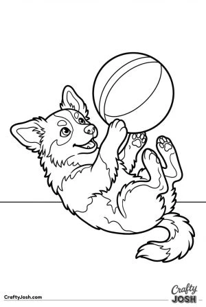 Australian shepherd puppy rolling with ball