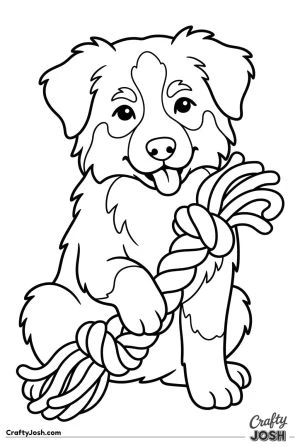 Australian shepherd puppy with rope toy