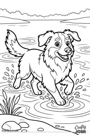 Australian shepherd splashing in lake