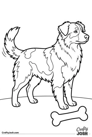 Australian shepherd standing side view