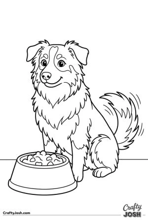 Australian shepherd waiting by food bowl