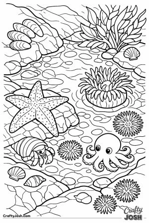 Pacific tide pool creatures closeup