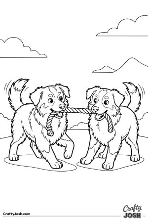Two australian shepherd puppies playing tug