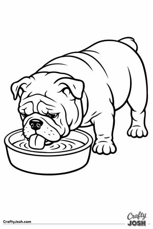 English bulldog drinking from a wide water bowl