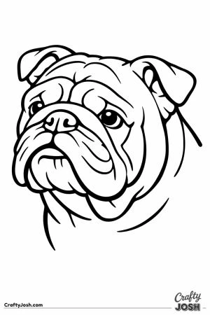 English bulldog head seen from a three quarter angle
