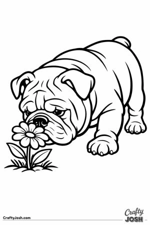 English bulldog leaning in to sniff a large flower