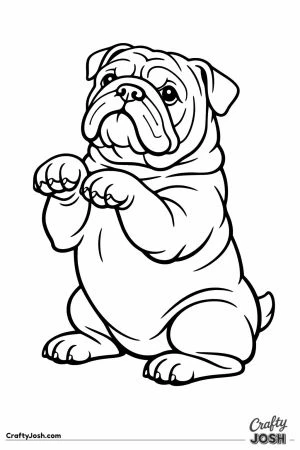 English bulldog sitting back with both front paws lifted