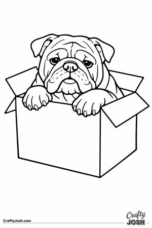 English bulldog with its paws over the edge of a box