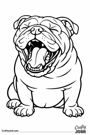 English bulldog yawning with its mouth open wide