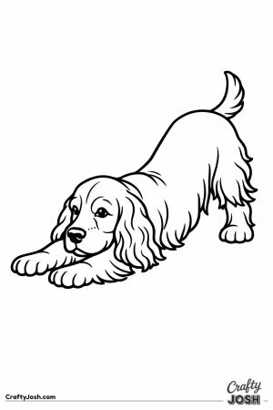 English cocker spaniel stretching with its chest to the ground